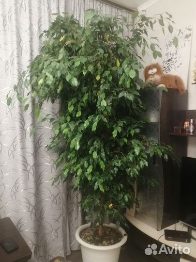 Фикус бенджамина
