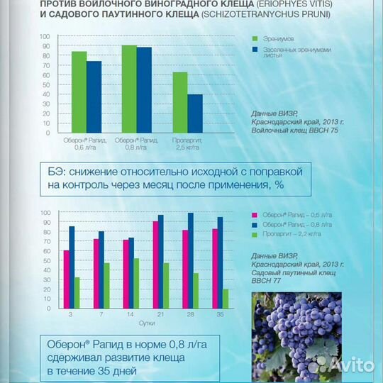 Оберон рапид
