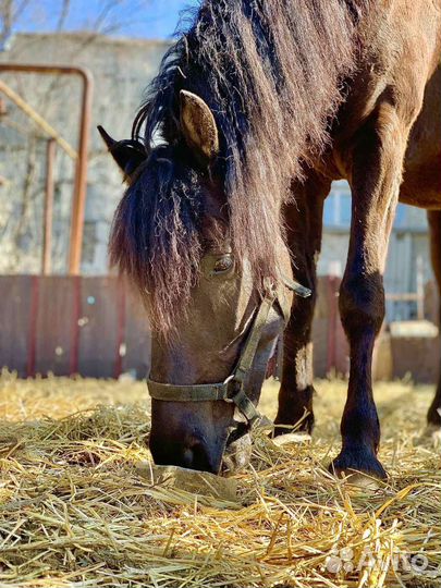 Конский навоз
