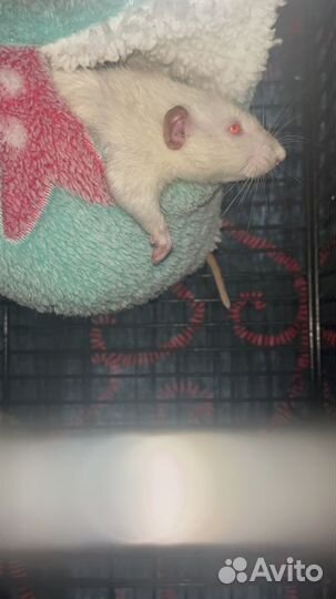 Крысы декоративные