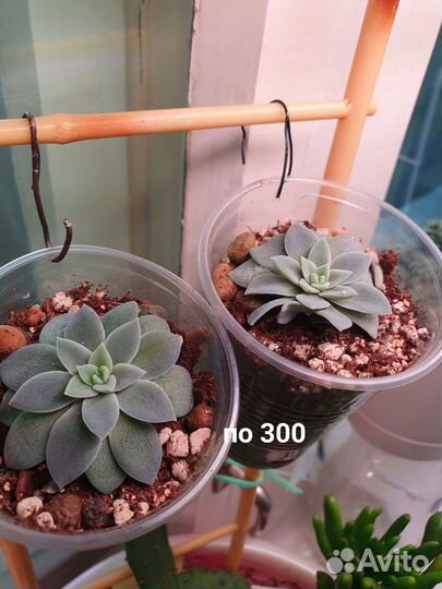 Суккулент. Эхеверия Карниколор