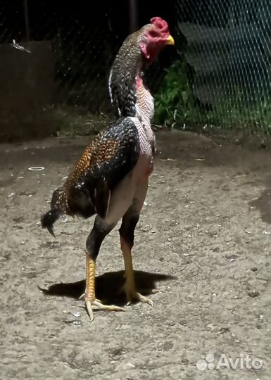 Бойцовые петухи