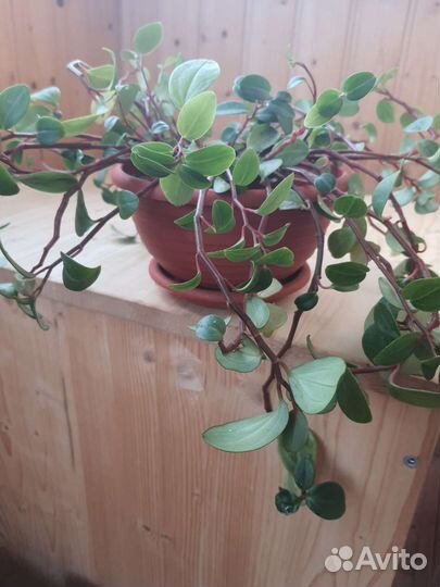 Пеперомия (возможен обмен)