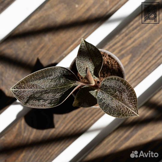 Драгоценная Орхидея - Лудизия Оникс