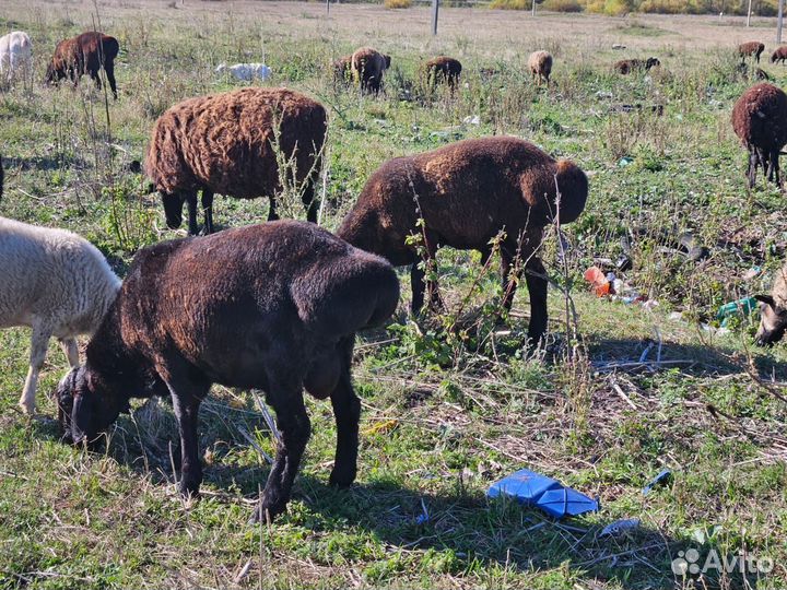 Курдючные бараны