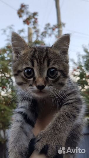 Котёнок кот