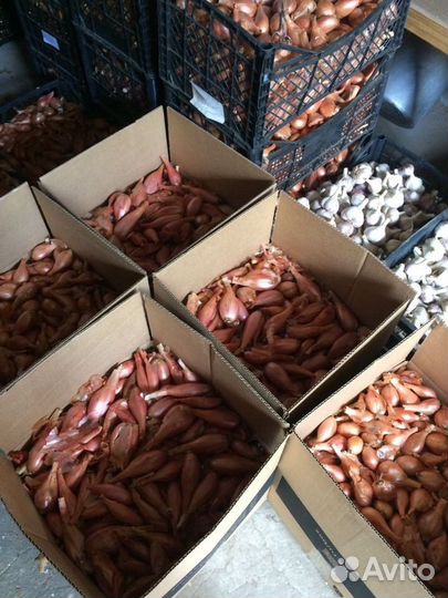 Сорокозубка лук семейный на посадку