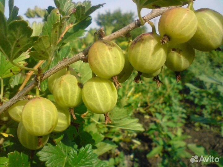 Крыжовник. Саженцы