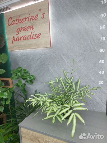 Папоротник птерис