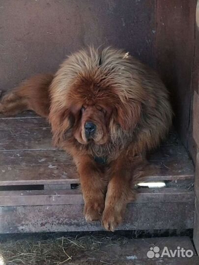 Тибетский мастиф