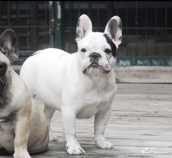 Щенок французского бульдога, мальчик, Клуб