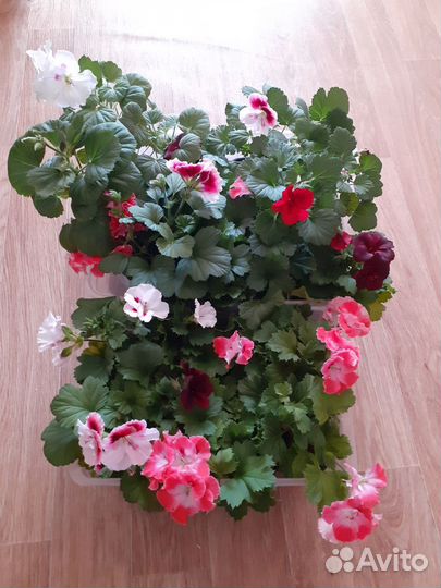 Королевская пеларгония