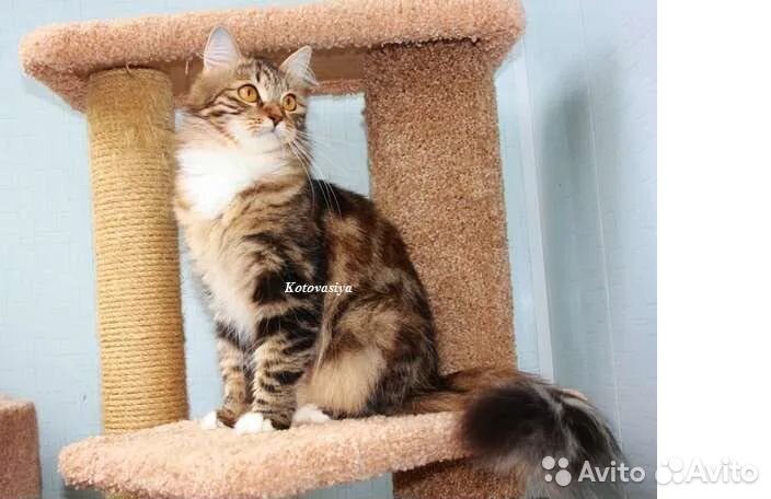 Ищу подругу для сибирской кошки 2 года