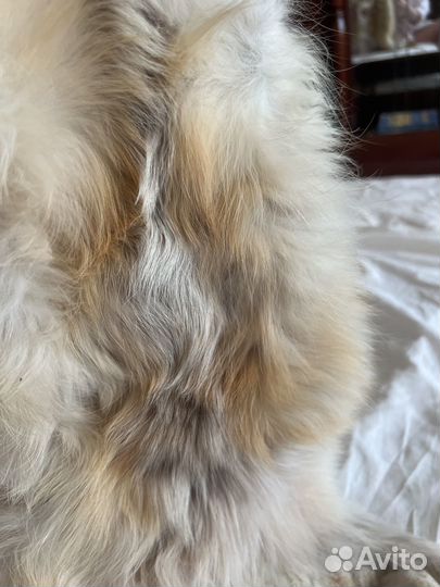 Шкурка лисы