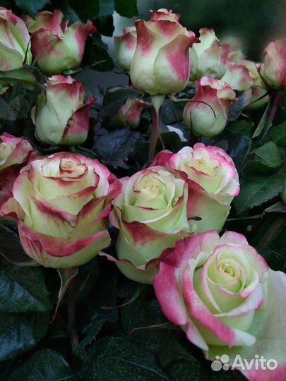 Цветы розы букет