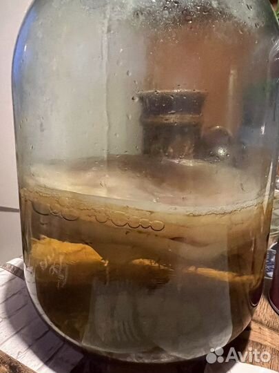 Чайный гриб