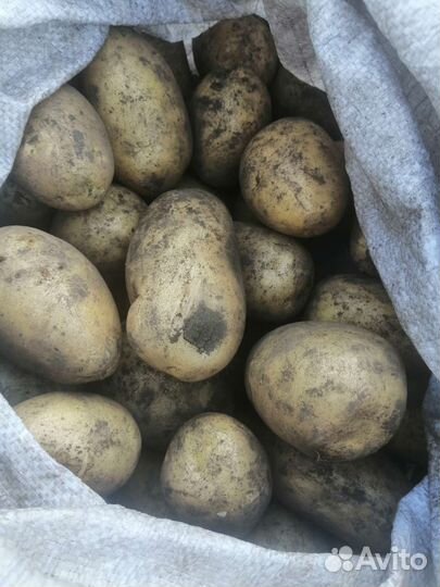 Крупный картофель Гала