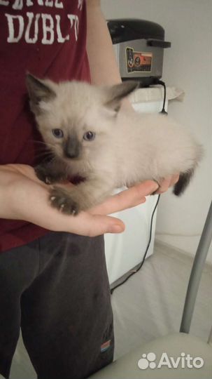 Кошка в дар бесплатно