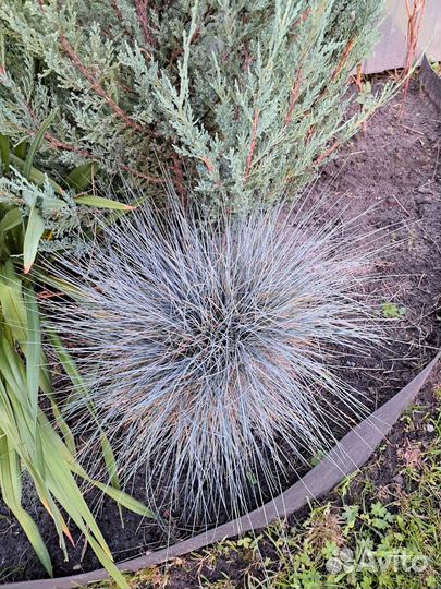 Овсяница сизая