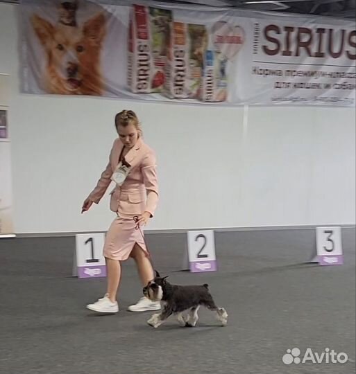 Цвергшнауцер серебро