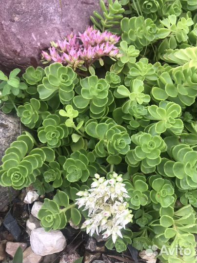 Садовые многолетние цветы Очиток седум