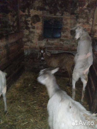 Корова и козы