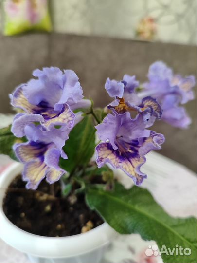 Цветущий стрептокарпус