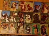 Открытки и календарики собаки и кошки