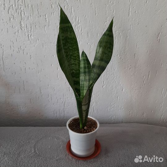 Сансевиерия