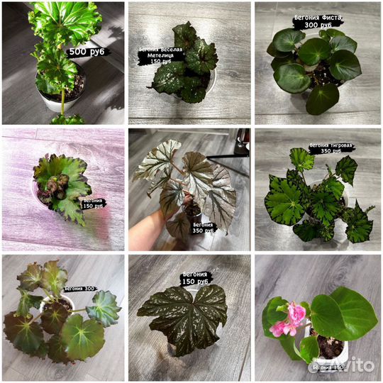 Комнатные растения