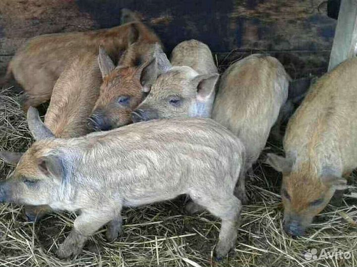 Венгерская мангалица