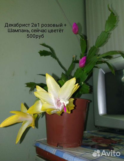 Цветы комнатные каланхое, сансевьера, колеус