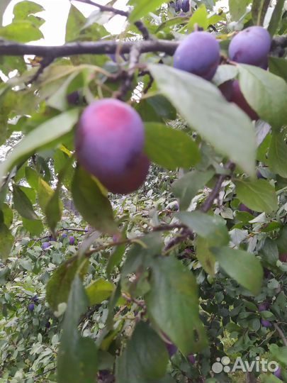 Саженцы сливы