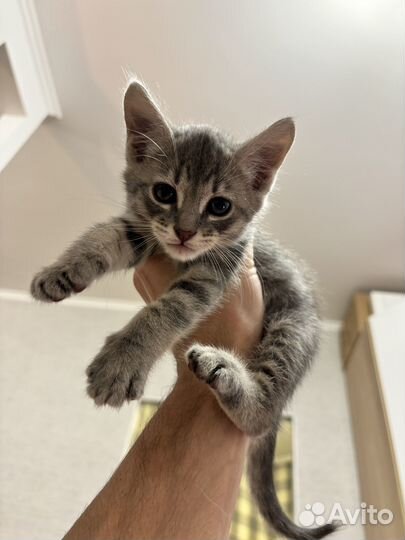 Котенок мальчик