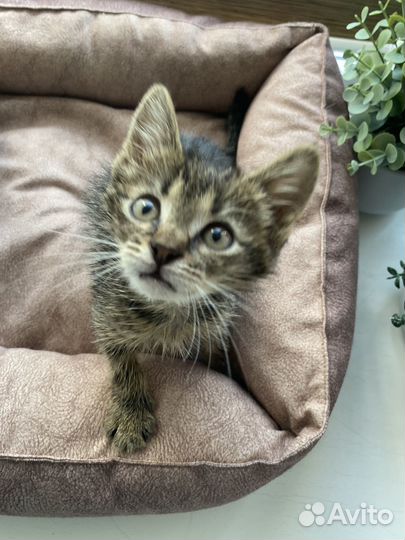 Милый котенок