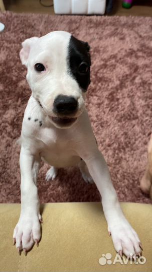 Собака питбуль щенок