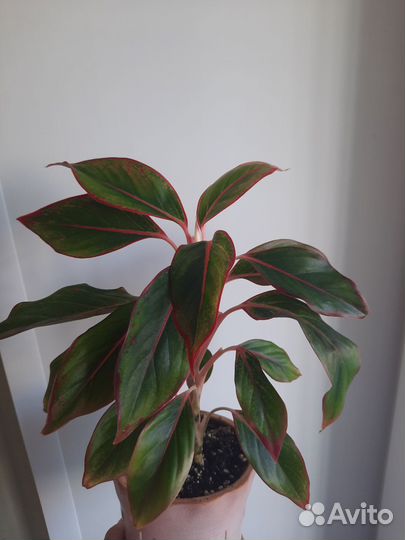 Аглаонема Крит