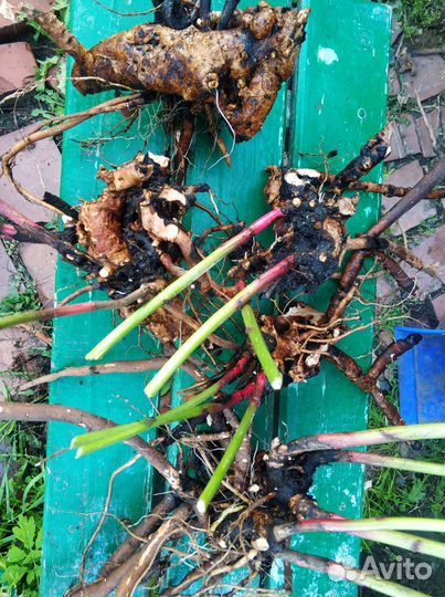 Пионы многолетние