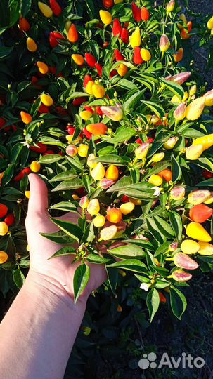 Перец хрумсвет