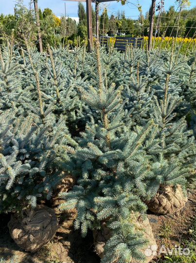 Ель голубая супер блю сидлинг