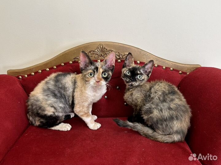 Девон-рекс шикарные Девы