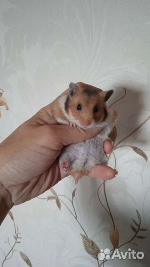 Сирийские хомяки разные (клетки)