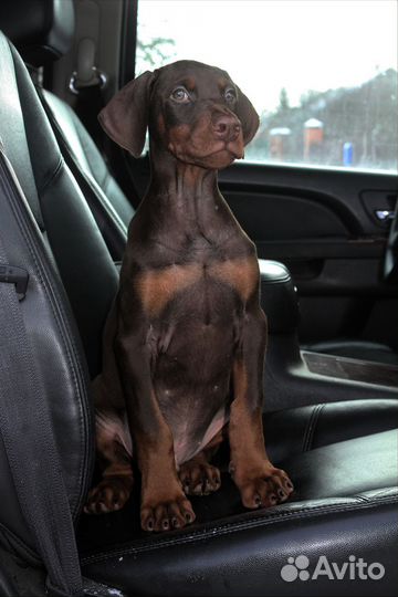 Щенки добермана, кобели