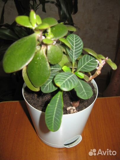 Продаю комнатные цветы