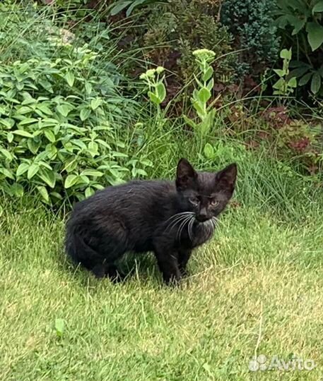 Черный котенок в добрые руки