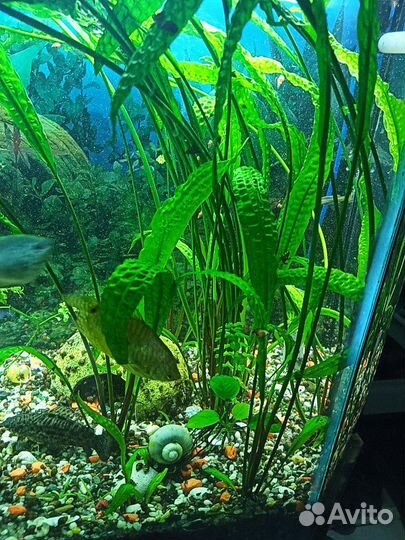 Криптокорина бесплатно