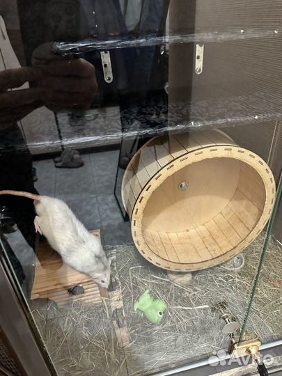 Крысы породы Дамбо с клеткой огромной