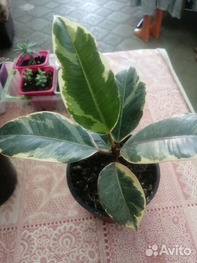 Фикус, цикуленты