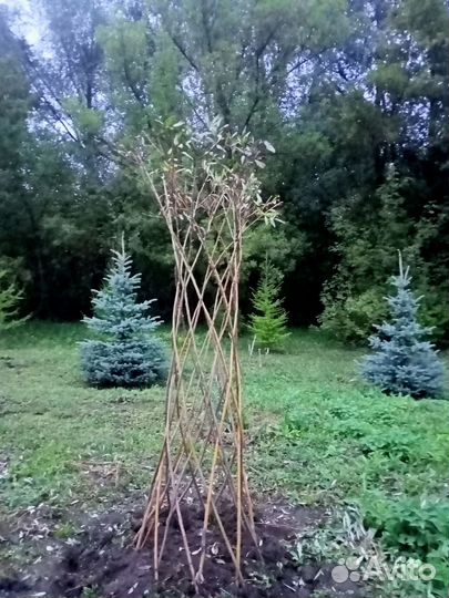 Ель голубая