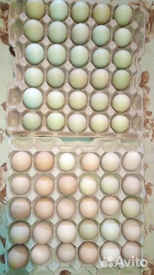 Яйцо инкубационное порода Адлер Серебристый